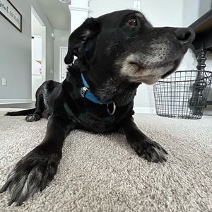 Meet your Posher, Henry